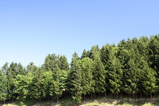 Mountains with green forest landscape.