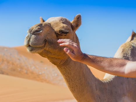 Desert landscape with camel. Sand, camel and blue sky with clouds. Travel adventure background.