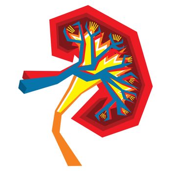 An abstract illustration on Kidney