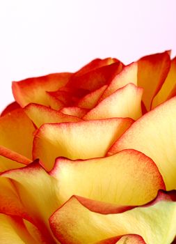 Macro picture of fresh rose.