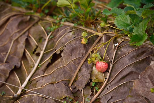 strawberry on a teak leaf at Doi angkhang , Chiangmai province, Thailand