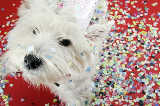 West highland white terrier with confetti.
