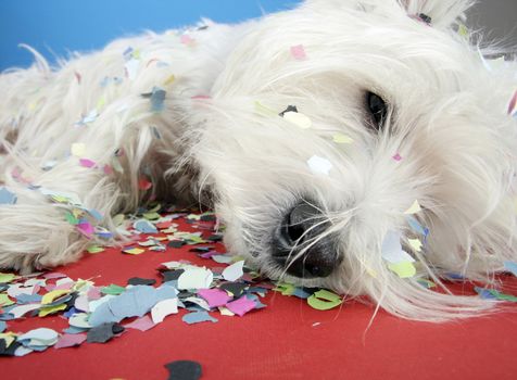 West highland white terrier with confetti.