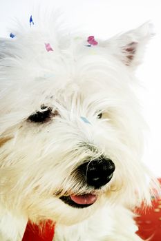 West highland white terrier with copy-space note.