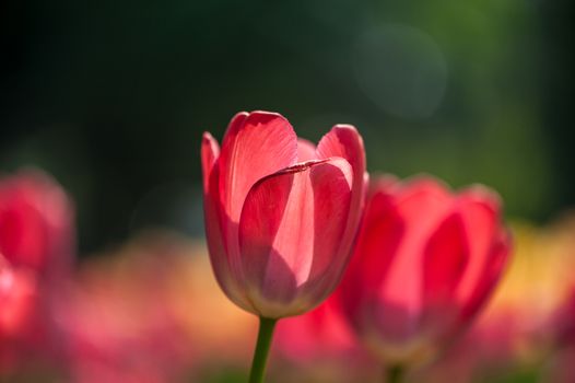 The red tulips under the morning sunshine in Jingshan park of Beijing.