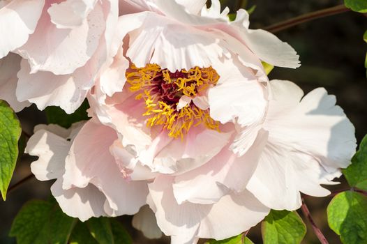 The  fresh pink peonies under the morning sunshine in Jingshan park of Beijing.