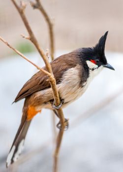 thecrested bunting in the spring time on the mountain area of  the suburb of Beijing.
