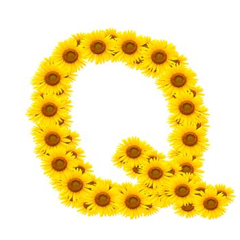 alphabet Q , sunflower isolated on white background 