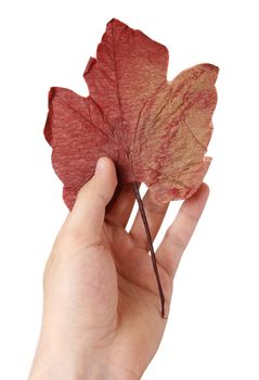 Leaf in a man hand. Isolated on white. Autumn concept.