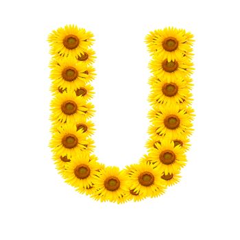 alphabet U , sunflower isolated on white background