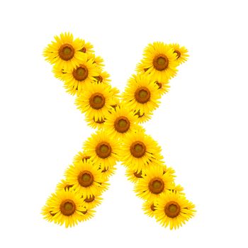 alphabet X , sunflower isolated on white background