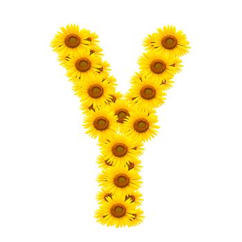 alphabet Y , sunflower isolated on white background