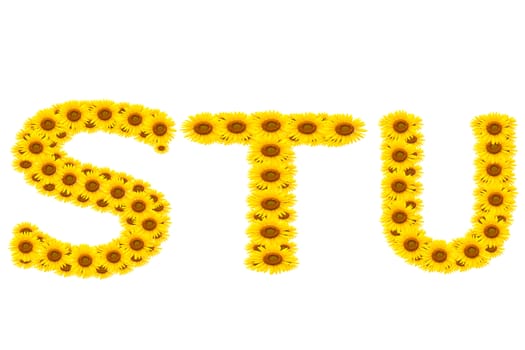 alphabet STU , sunflower isolated on white background