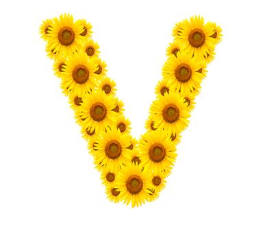 alphabet V , sunflower isolated on white background