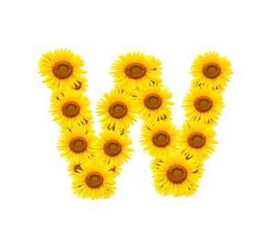 alphabet W , sunflower isolated on white background