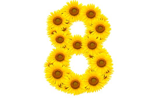Number 8,  Sunflower isolate on White background