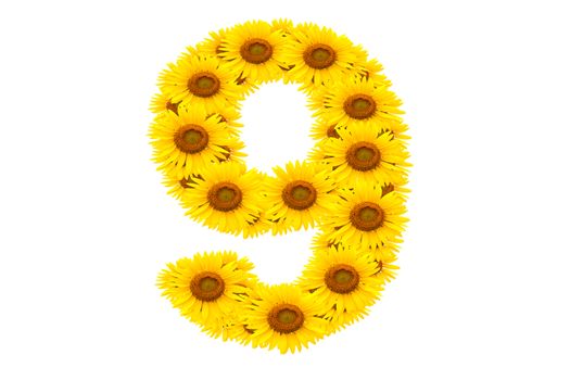 Number 9,  Sunflower isolate on White background