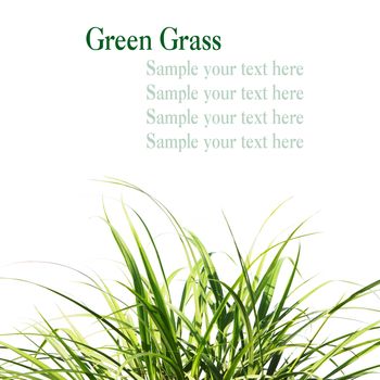 Fresh Spring Green Grass with space for  your text