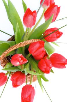 Spring Magenta Tulips and Green Grass in Wicker Basket isolated on white background. Top View