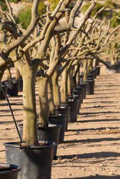 A row of bare tree trunks at an industrial tree nursery