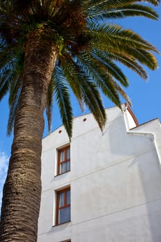 palm tree and white building against the blue sky