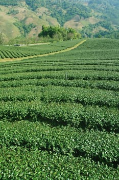 Tea plantations of northern Thailand