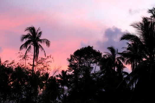 Dawn of palm trees against the sky