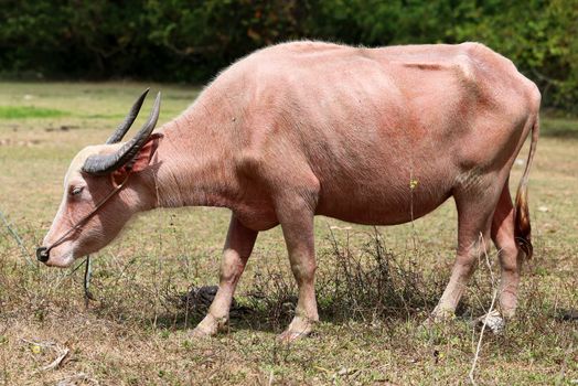 Red cow grazing on a meadow in Thailand on Koh Samui