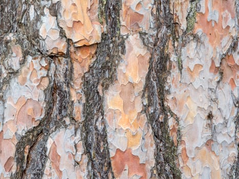 Bark texture background Scots pine horizontal image.