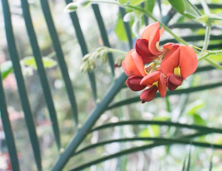 Flame pea palm tree background. Flame pea Chorizema cordatum in yellow and orange among dry stems.