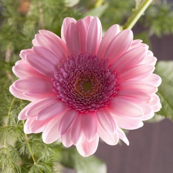 Pink gerbera from a bunch in strict close up