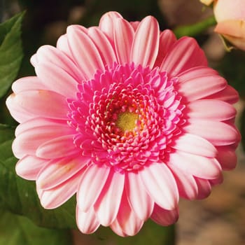 Pink gerbera from a bunch in strict close up