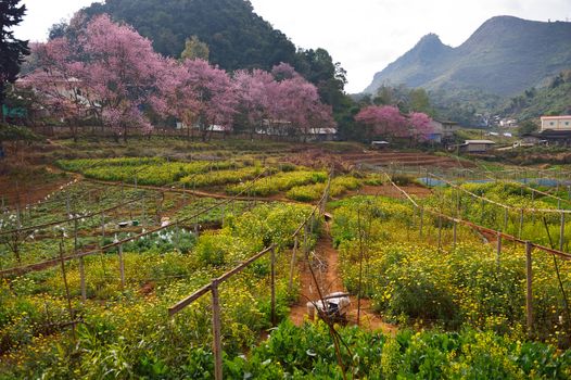 Himalayan Cherry (Prunus cerasoides) blooming at Doi Angkhang, Thailand. In Thailand we call 'Nang Paya Sua Krong' it mean 'Queen of royal tiger'