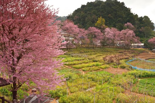 Himalayan Cherry (Prunus cerasoides) blooming at Doi Angkhang, Thailand. In Thailand we call 'Nang Paya Sua Krong' it mean 'Queen of royal tiger'