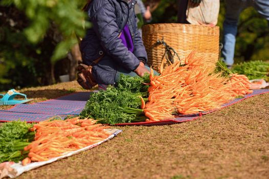 fresh carrots at Doi Angkhang royal project, Chiangmai, Thailand.