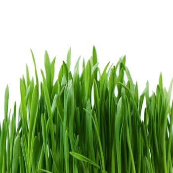 The green grass isolated on white background