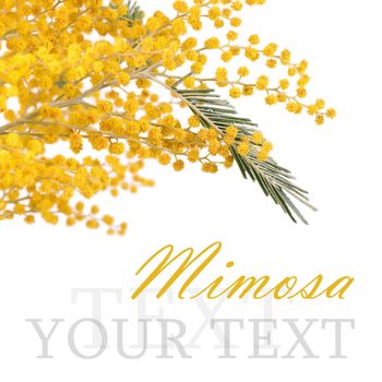 The yellow mimosa  isolated on white background