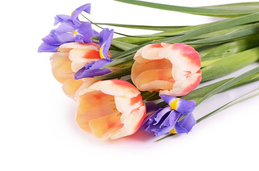 The spring flowers isolated on white background