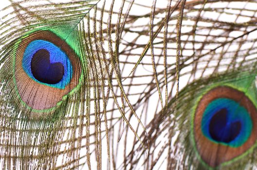 Beautiful feather of a peacock close up