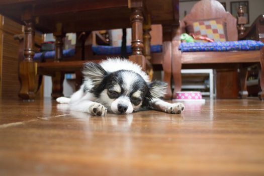Sleeping chihuahua in wooden house, stock photo
