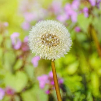 Seed Head Of Dandelion On A Background Of Wildflowers