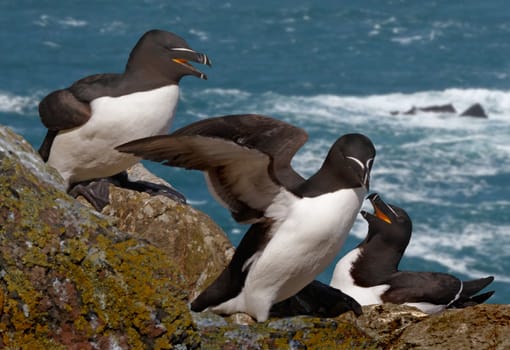 Razorbills on an island where they live during the mating season.