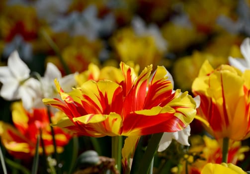 Flower bed full of colorful red and yellow Monsella tulips in abstract