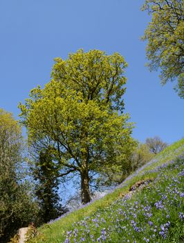 Bank of Spanish bluebells with trees coming into leaf against a blue sky
