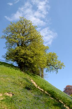 Springtime trees coming into leaf above a bank of Spanish bluebells