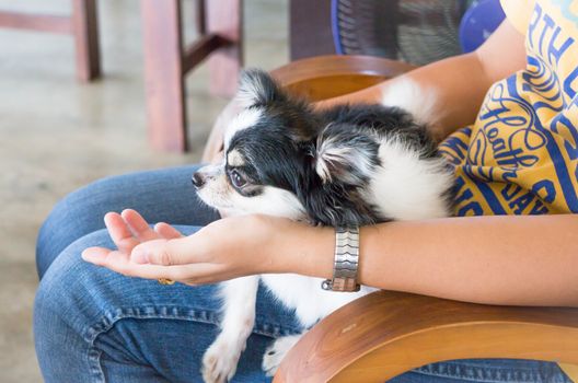 Longhair chihuahua lying on woman lap, stock photo