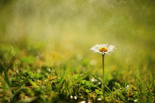 Detail of the beautiful daisy with morning dew