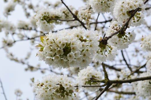 Colourful white tree blossom.