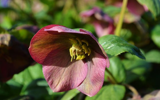 A close-up image of a Spring flowering Hellebore.