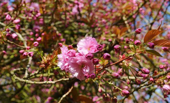 An image of colourful Spring Blossom.